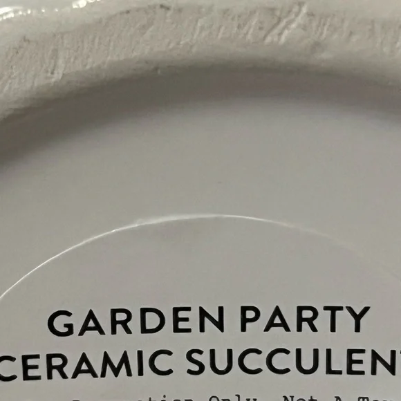 Ceramic Succulent - Picture 4 of 4